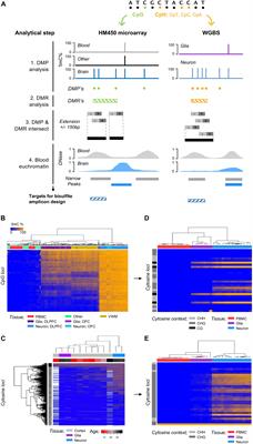 Bisulfite Amplicon Sequencing Can Detect Glia and Neuron Cell-Free DNA in Blood Plasma